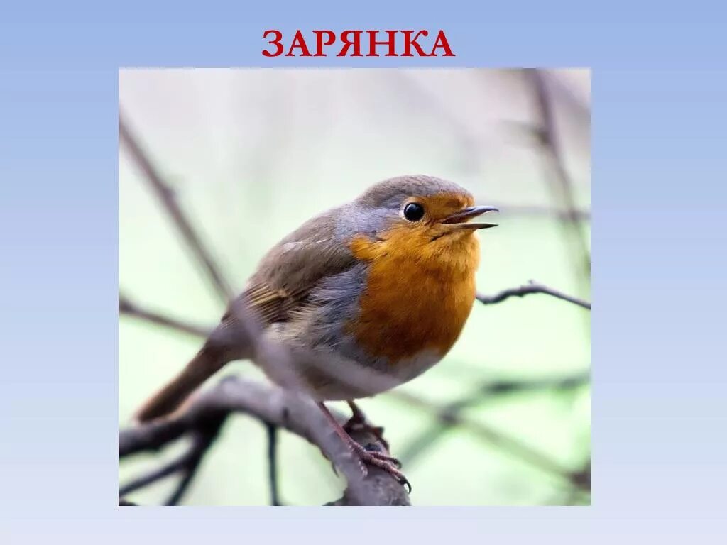 Слово зарянка. Зарянка. сочинение про птицу зарянка. зорянка или зарянка исключение. перелетные птицы зарянка.