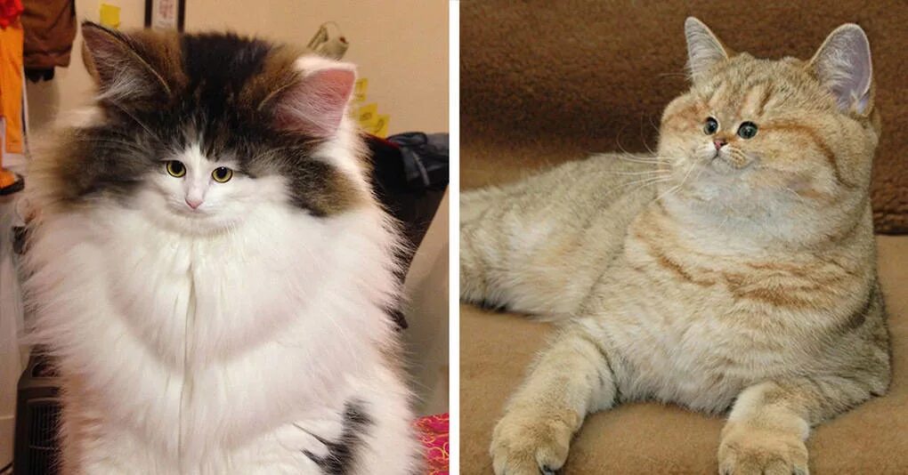 Настоящих котиков. Настоящих котят. Настоящий котенок. Весёлый кот в реальной жизни. Настоящие котики.