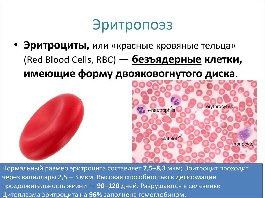 Форма эритроцитов человека