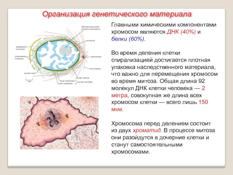 Сохраняет наследственный материал для передачи дочерним клеткам. Строение органоида ядро. Двумембранные органоиды клетки ядро. Особенности строения ядрышка. Строение и функции клетки ядро хромосомы.