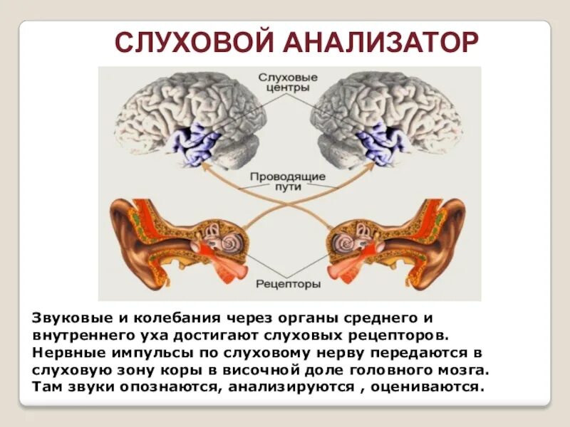 Строение речедвигательного анализатора схема. Речеслуховой анализаторы строение слуха. Речеслуховой анализатор строение и функции. Речедвигательный анализатор схема. Понятие слухового анализатора