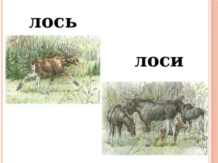 Схема к слову лось