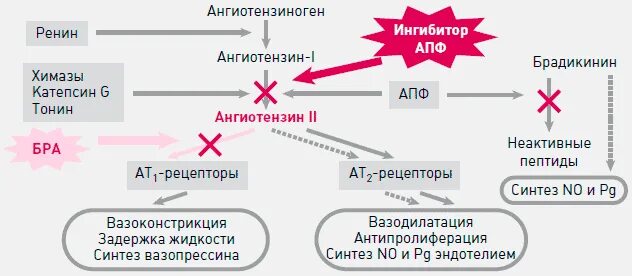 Механизм действия ИАПФ схема. Ингибиторы АПФ И блокаторы рецепторов ангиотензина 2 препараты. Блокаторы рецепторов ангиотензина 2 механизм действия. Ингибиторы АПФ механизм действия схема. Сартаны ингибиторы