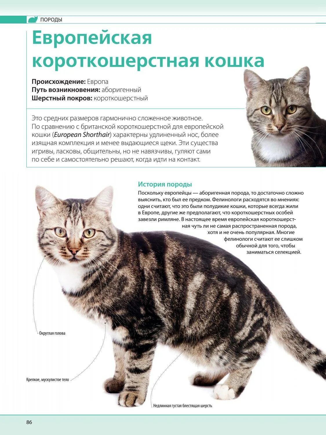 Европейская домашняя кошка описание породы. Европейская кошка короткошерстная характер. Европейская домашняя кошка описание породы. Кошки породы европейская короткошерстная. Порода кота европейский короткошерстный.