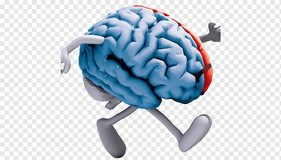 Brain exercise. Нейропластичный мозг. Тренировка мозга. Разминка для мозга. Мозг на белом фоне.