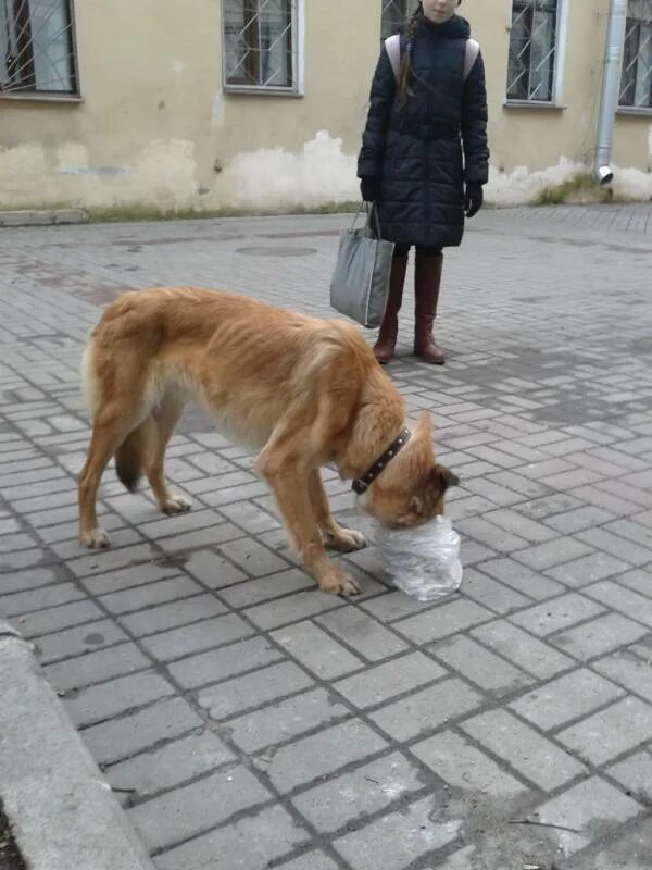 Потеряна собака московская область. Найдена рыжая собака. Найден рыжий кобель. Потерялся рыжий кобель. Старая рыжая собака.
