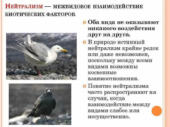 Примером нейтрализма являются отношения между Привести примеры в взаимоотношений между организмами Школьные Знания.com