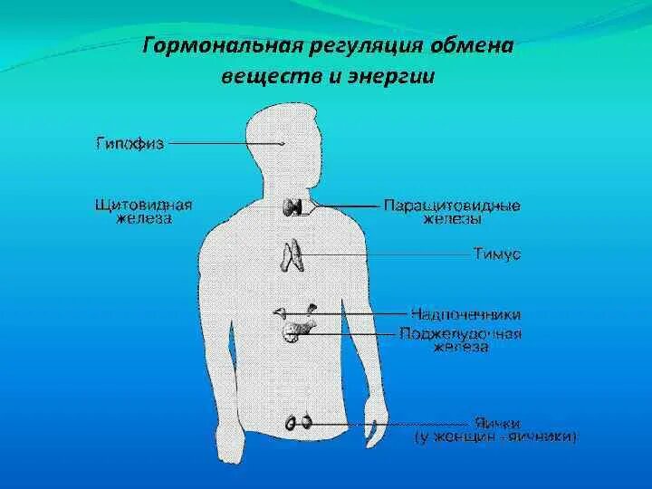 Гормональная регуляция обмена веществ. Эндокринная регуляция метаболизма. Регуляция обменных процессов в организме. Гормоны в регуляции метаболизма..