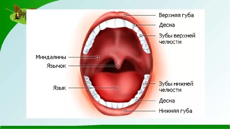 Верхняя стенка рта. Твердое небо и мягкое небо.