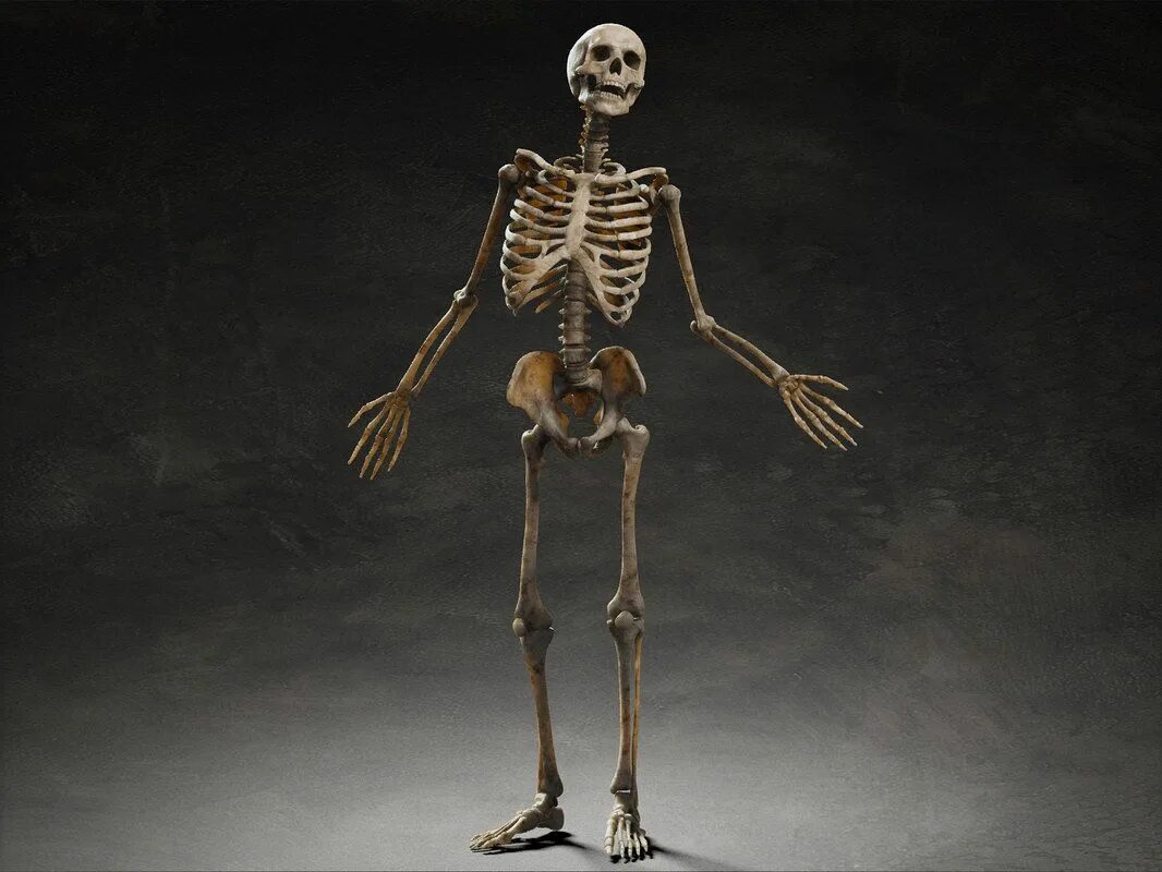 Облегченный скелет. Человеческий скелет. Настоящий человеческий скелет. Скелет человека 3д. Skalet 3 d.