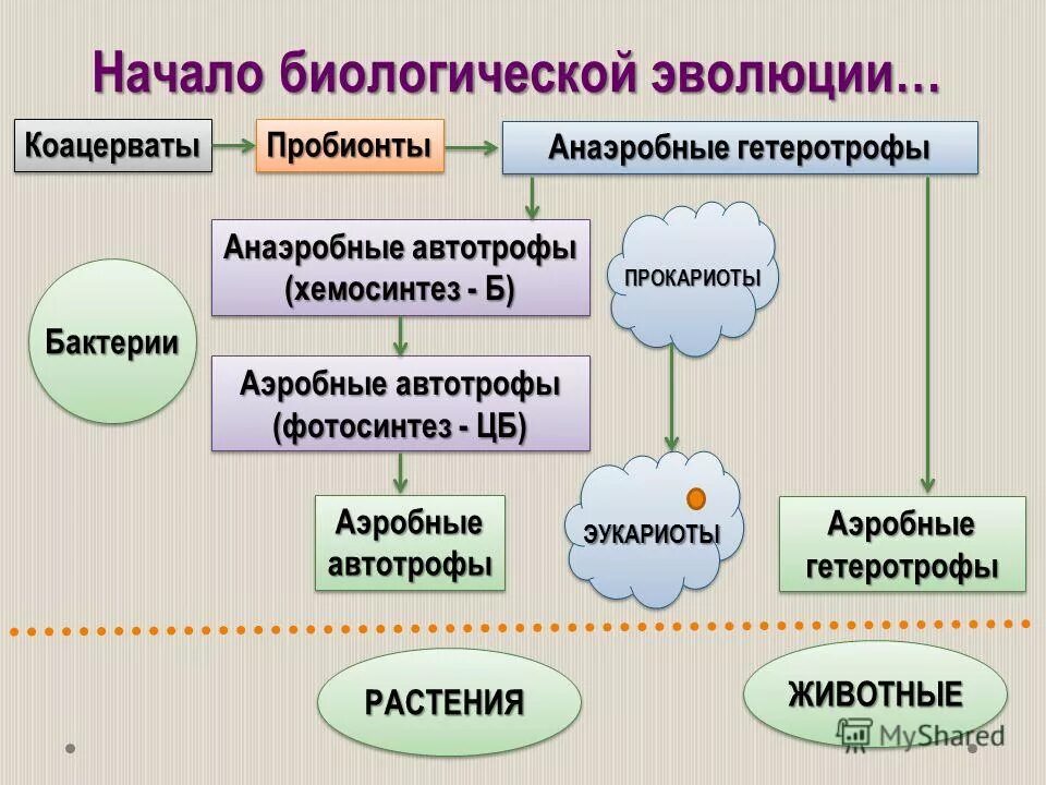 Прокариот автотроф. Биологическая Эволюция. Начало биологической эволюции. Гетеротрофные пробионты. Анаэробные гетеротрофы прокариоты.