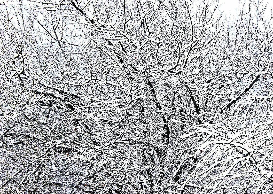 белая бахрома на березе. карагана зима. зима солнце. снежное кружево на деревьях 6 букв. снежная бахрома.