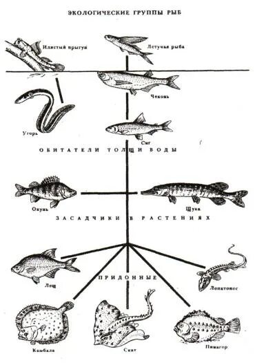 Экологические группы рыб по местам обитания. Экологические группы рыб по глубине. Экологическая классификация рыб. Классификация экологических групп рыб. Примеры группы рыбы