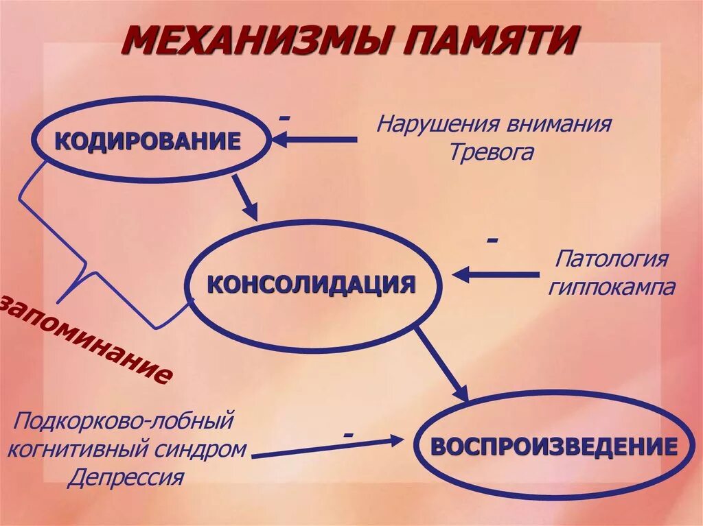 Основой кратковременной памяти является. Механизмы памяти. психологические механизмы памяти. физиологические механизмы памяти. механизмы памяти в психологии.
