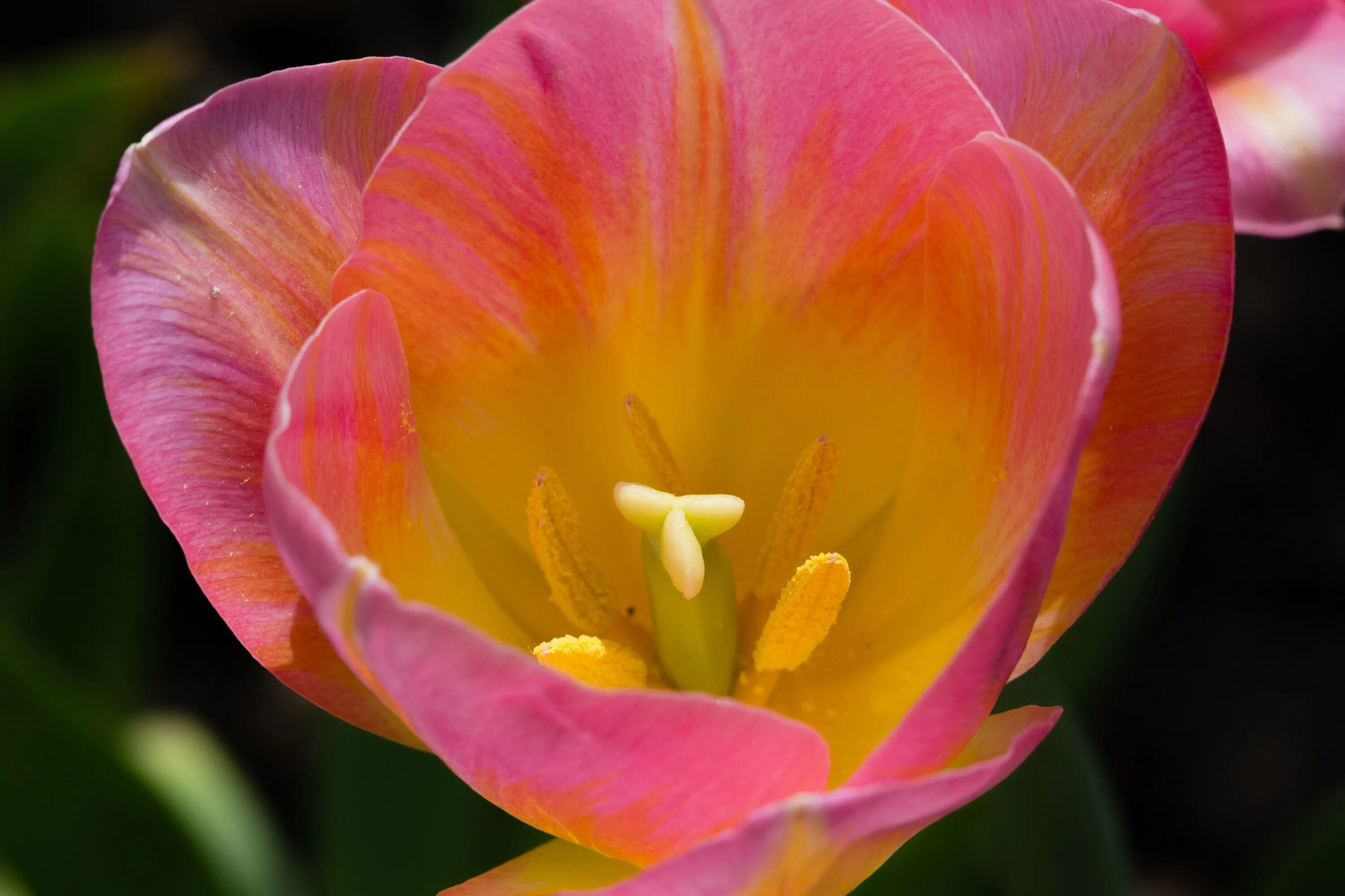 Красные тюльпаны с желтой серединкой. Тюльпан майтрисс. Раскрытые тюльпаны. Тюльпан лилейный желтый. Красный тюльпан с черной серединкой.