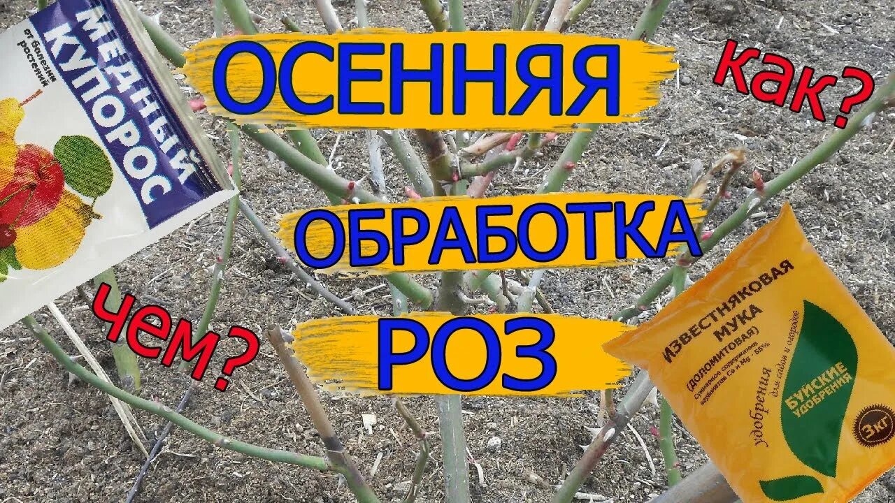 Чем можно обрабатывать розы. Обработка роз. Осенняя обработка роз медным купоросом. Обработка роз от болезней. Опрыскивание роз медным купоросом.