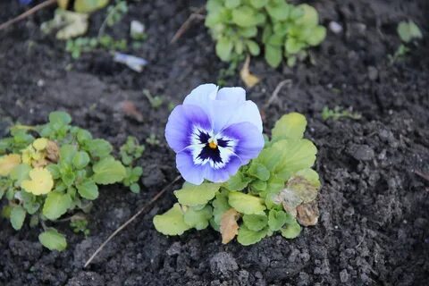 Какой номер у виолы