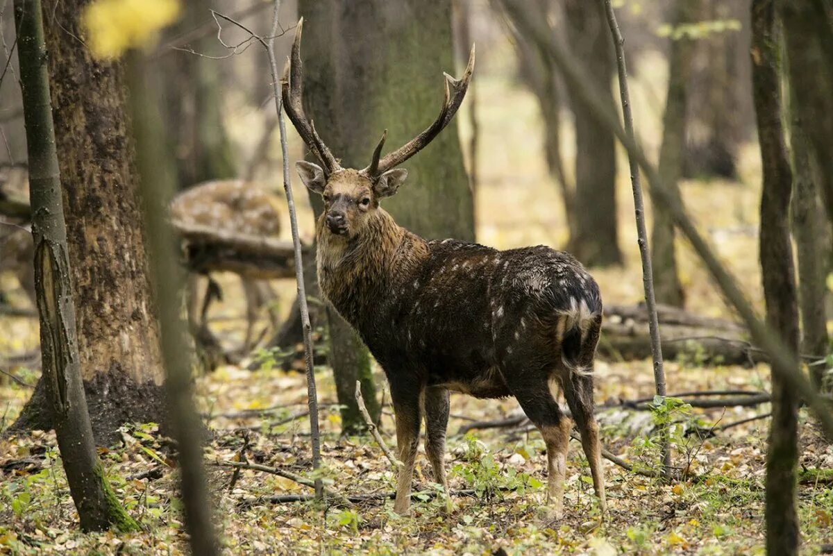 лосиноостровский парк москва. лосиный остров национальный парк королев. национальный заповедник москвы. национальный заповедник москвы. национальный заповедник москвы.