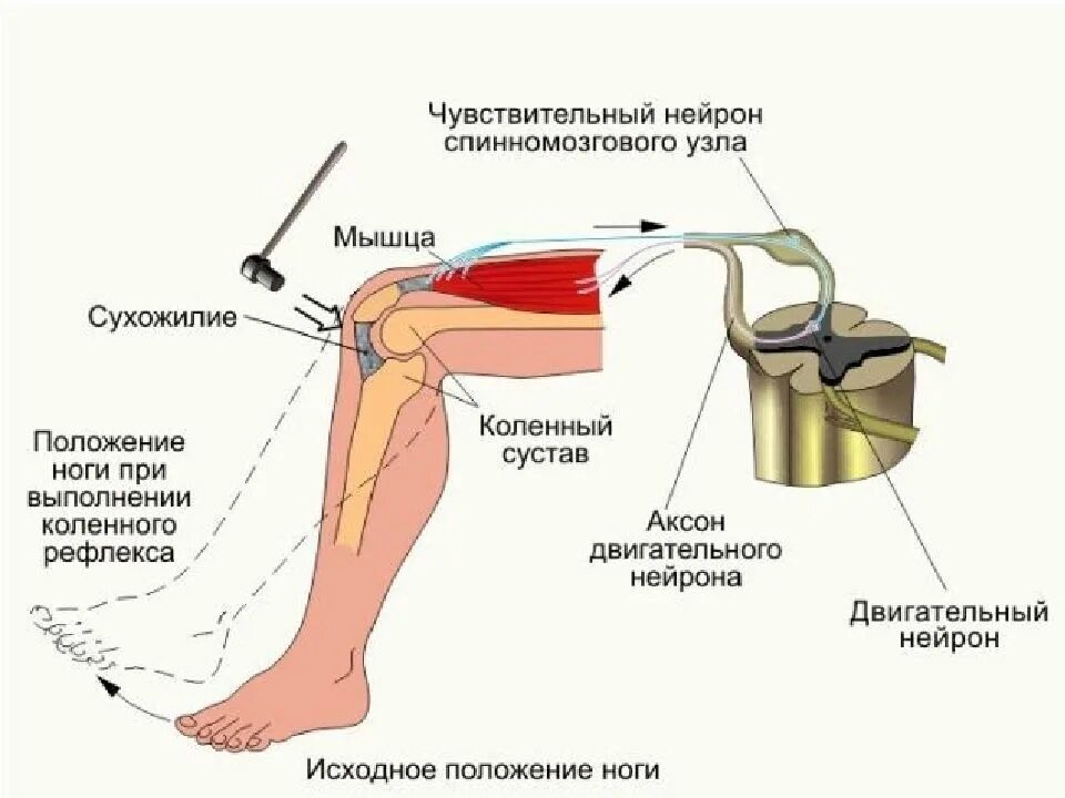 Схема рефлекторной дуги коленного рефлекса. Рефлекторной дуги коленного рефлекса человека. Основные части рефлекторной дуги коленного рефлекса. Дуга коленного рефлекса схема.