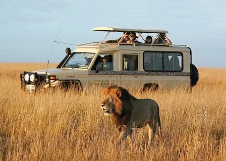 Wildlife safari