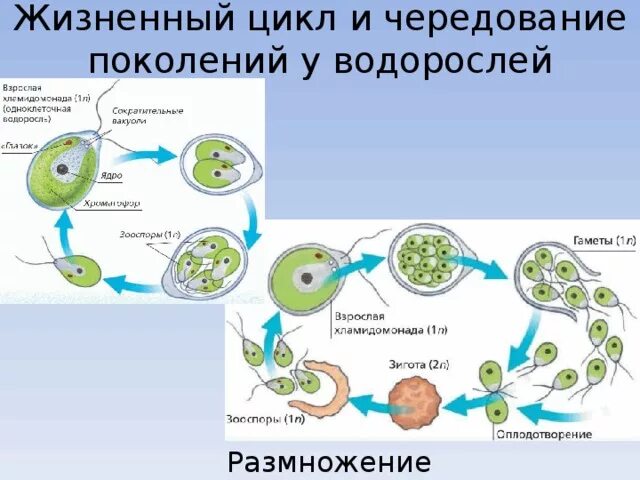 Жизненные циклы растений водоросли. Жизненный цикл водорослей схема. Цикл размножения водорослей схема. Цикл водорослей схема.