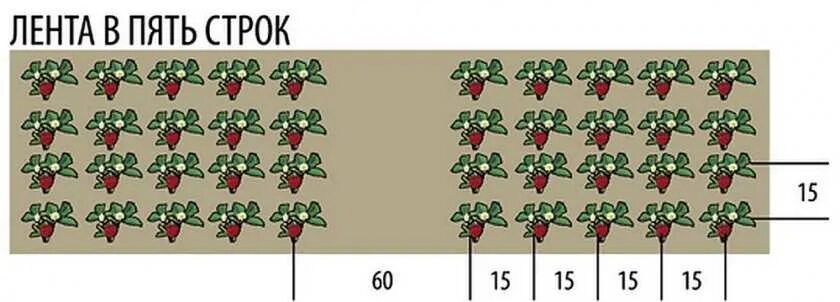 Расстояние грядок клубники. Схема посадки земляники в открытом грунте. Схема посадки земляники в открытом. Схема посадки клубники на грядке 60см. Схема посадки клубники в открытом грунте на грядке.