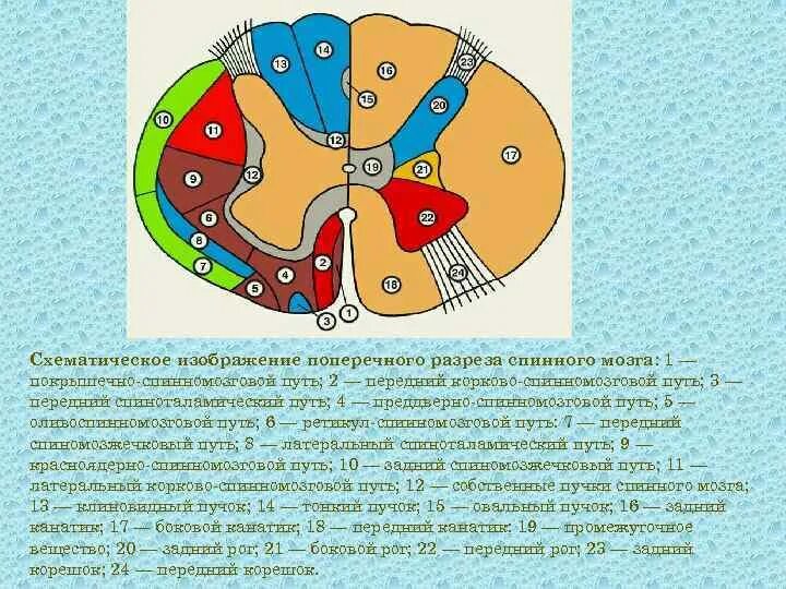 Центральное ядро спинного мозга. Морфологическое строение белого вещества спинного мозга. Строение проводящих путей спинного мозга. Структурные компоненты белого вещества спинного мозга. Белое и серое вещество спинного мозга схема.