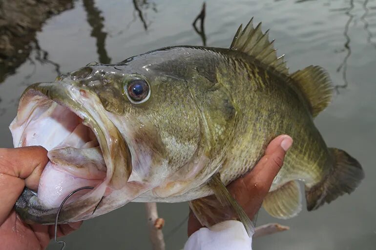 Bite bass. Bass Fishing. BSEAN Bass Fish. Largemouth Bass. Largemouth caught.