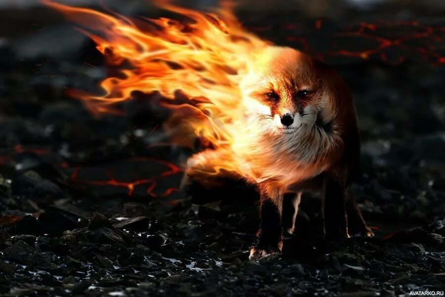 Гиб животное. Огненная лиса. Крутая лиса. Огненный Лисенок. Огненный зверь.