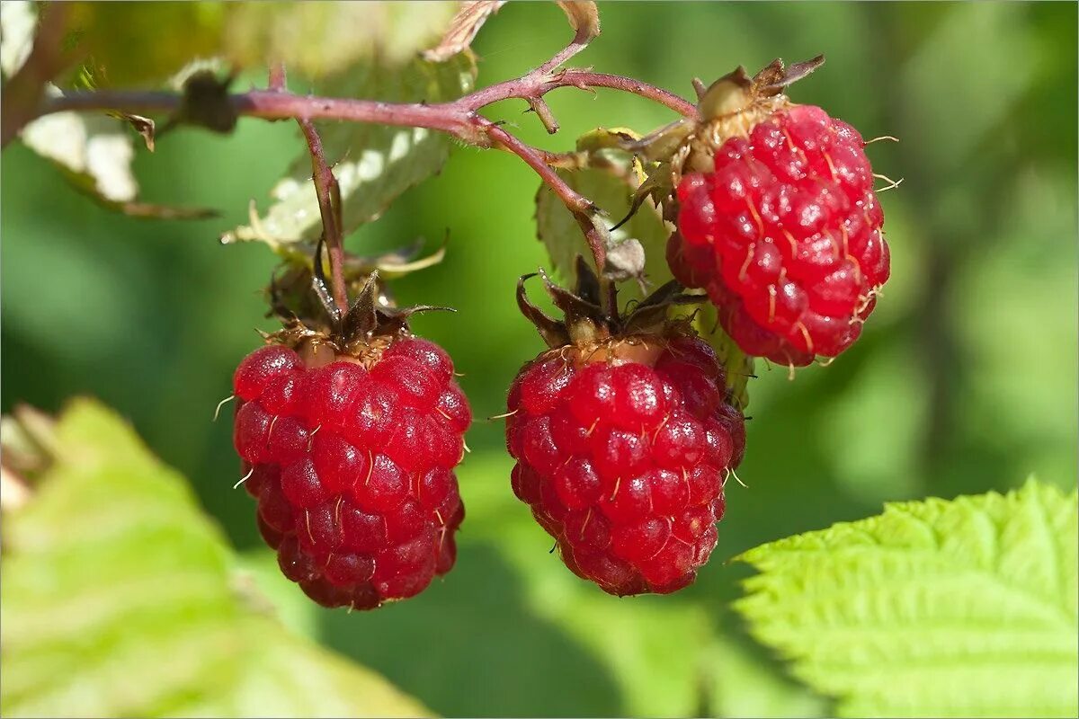 Плод растения малины. Малина обыкновенная (rubus idaeus). малина обыкновенная rúbus idáeus. малина обыкновенная (rubus idaeus l.). малины обыкновенной сем. розоцветные.