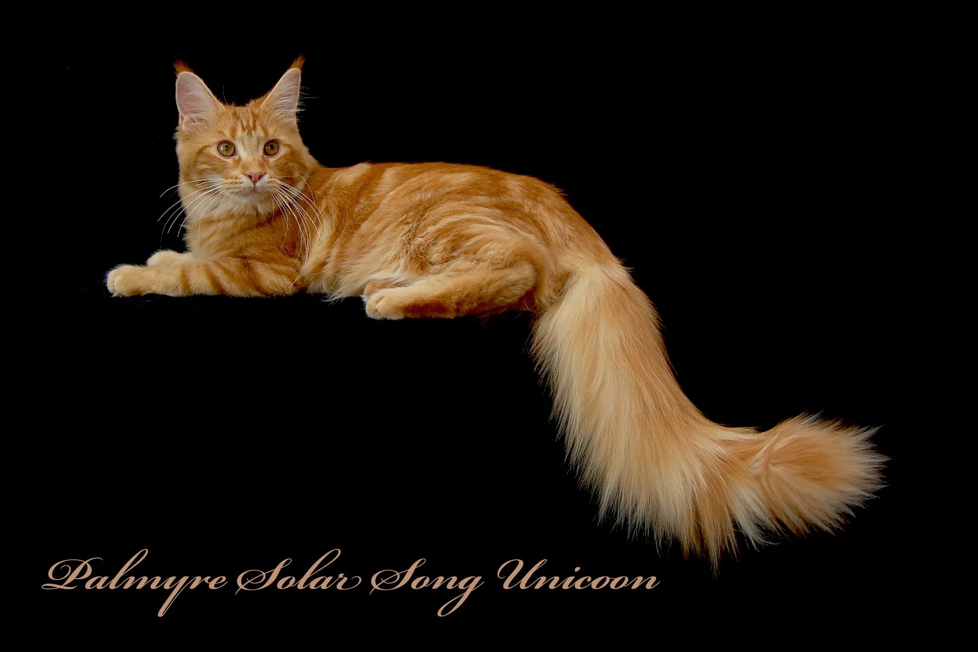 мейн-кун. вычесывание мейн куна. американский мейн кун. мейн-кун. расчесывание мейн кунов.