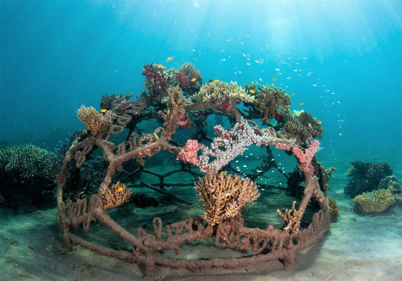 Cyber y2k star. Родактис ультра грин. Lokiϟplay. Коралл фавия инферно. Обои cyber logovo.