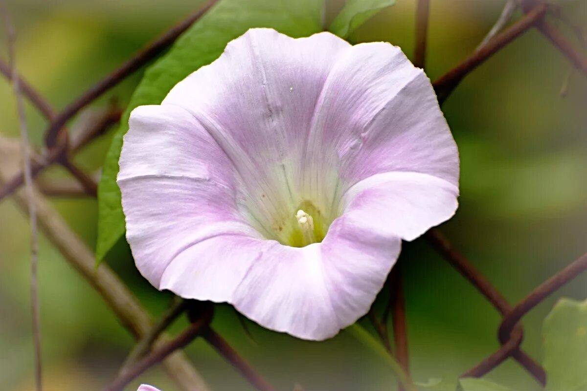 запрещенный вьюнок