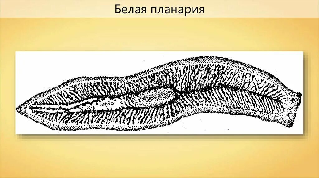 Лестничные черви. Ресничные черви молочно белая планария. Реснитчатые черви планария. Плоский червь белая планария. Белая планария биология.