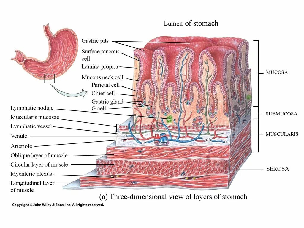 Слизистая оболочка желудка гистология. Строение стенки желудка гистология. Оболочки желудка строение гистология. Строение слизистой оболочки желудка. Для слизистой оболочки желудка характерно наличие