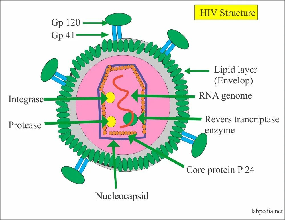 Human immunodeficiency. Вирусы микробиология. HTLV вирус. Структура вируса СПИД. Клетка вируса.