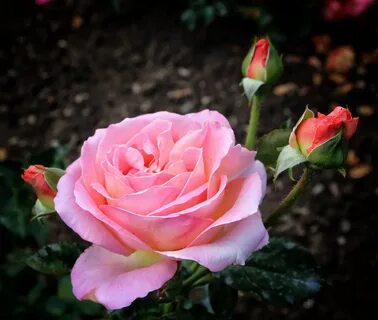 Rose p