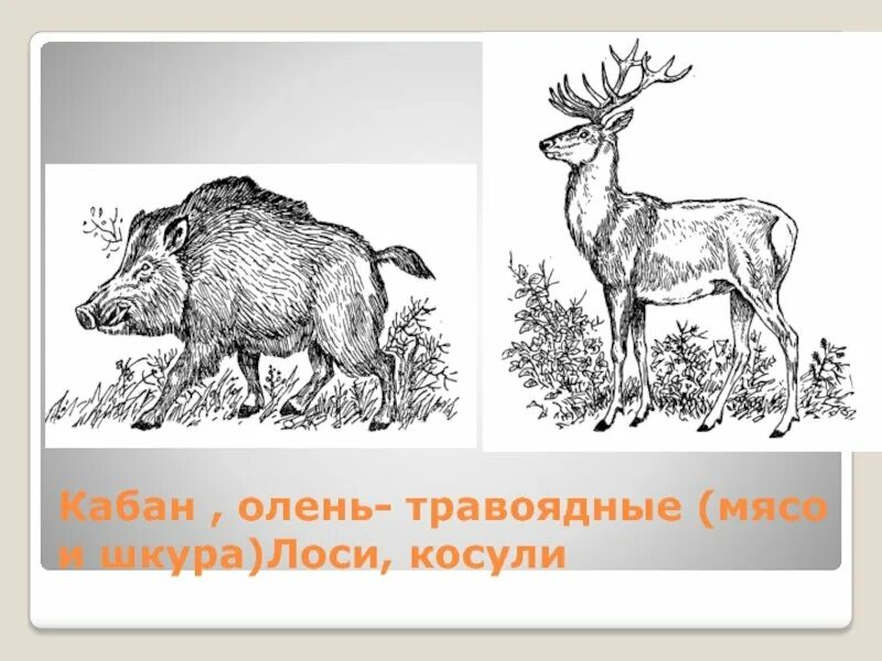 Олень и кабан. Лось рисунок. Травоядные животные России. Кабан косуля Лось.