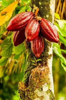 Chocolate is extracted from the fruit