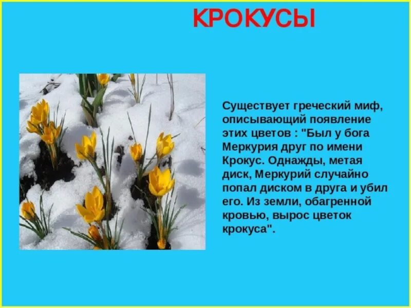 Доклад на тему март. Легенды о цветах. Растения весенних цветников легенды. Легенды о весенних цветах. Короткие легенды о цветах.