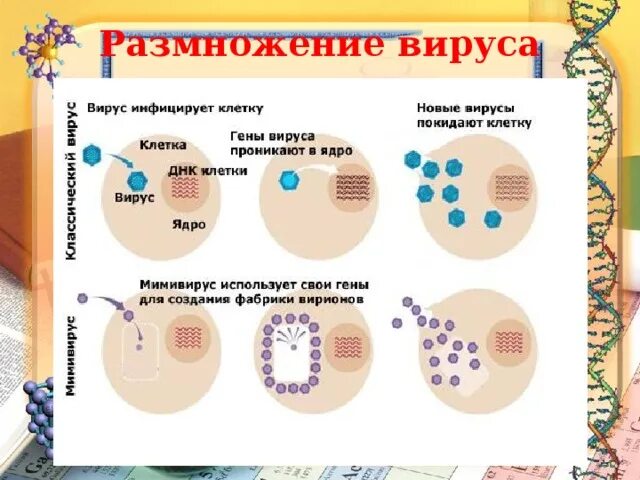 Вирусы размножаются. Способы размножения вирусов. Как происходит размножение вирусов. Этапы размножения вирусов.