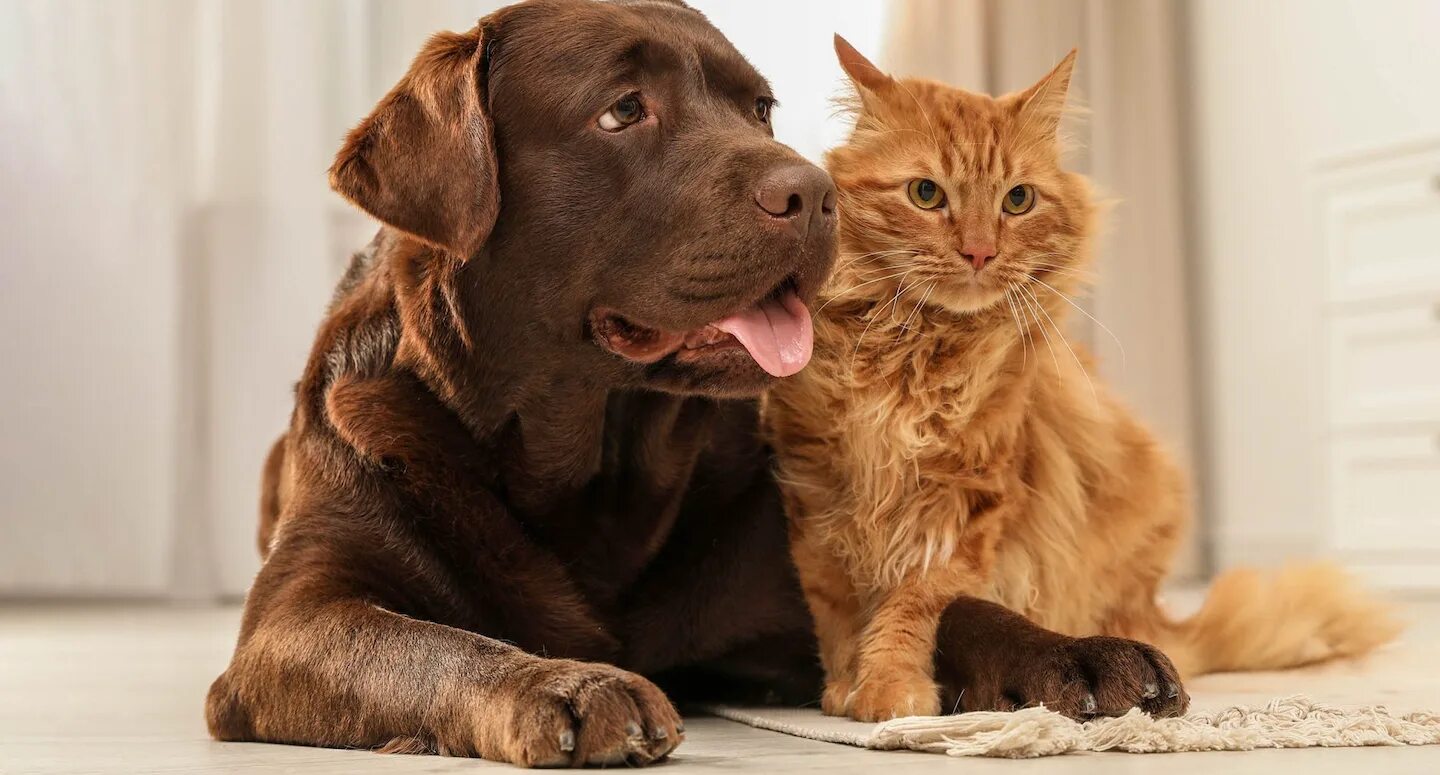 Про кошек и собак. Фото собак и кошек вместе. Собаки и кошки фото красивые в студии. Фото собаки и кошки вместе на красивом фоне в квартире. Кошки и собаки длинное фото.