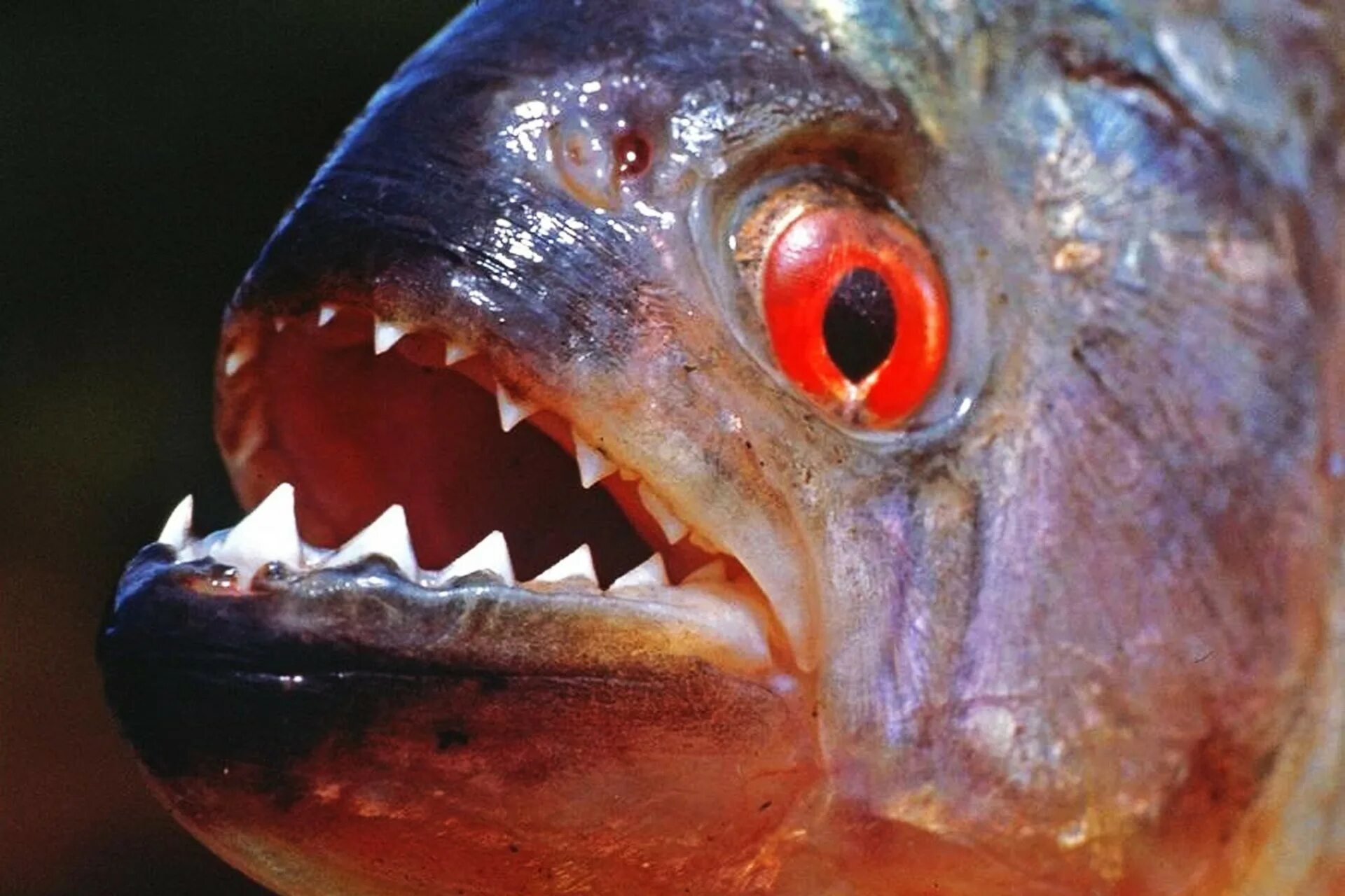 Пиранья Наттерера. Пиранья Наттерера зубы. Пиранья Кариба. Почему рыбы опасны для человека
