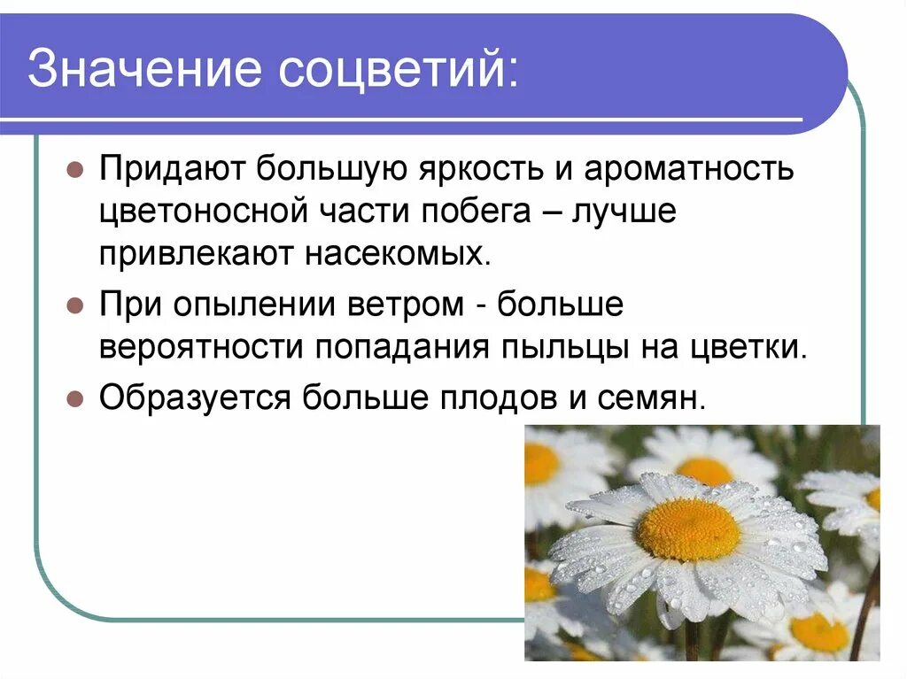 Значение цветов и соцветий