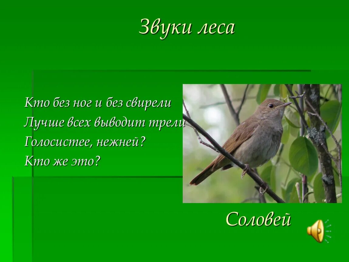 Текст лесные звуки. Соловей звук. Кто без ног и без свирели лучше всех выводит трели. Сочинение на тему звуки леса. Сообщение на тему звуки леса.