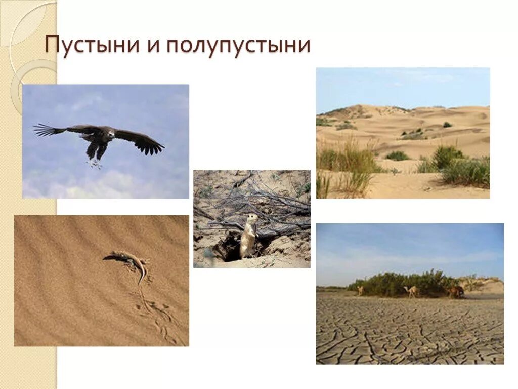 Хозяйственное использование полупустынь и пустынь