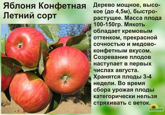 Яблоня конфетная описание сорта отзывы