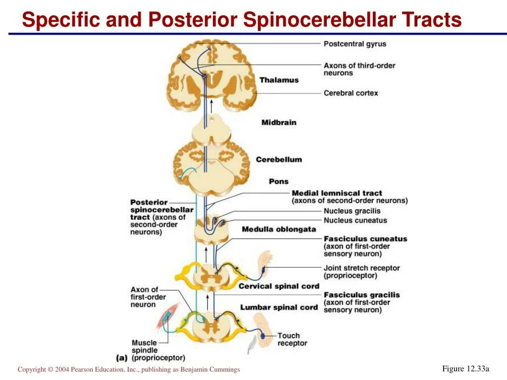 Спинной и головной мозг тест 8 класс. Anterior Spinocerebellar tract. Spinal tracts. Dorsal midbrain. Spinocerebrall Arc.