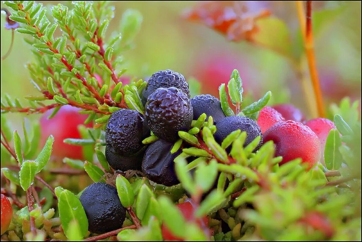 Ягоды прибайкалья. Ягоды прибайкалья. Красника (vaccinium praestans). Ягоды сибири. Ягоды прибайкалья.