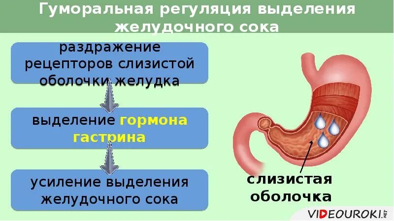 Почему выделяется желудок. Регуляция желудочного пищеварения. Процесс пищеварения в желудке. Желудок и желудочный сок.
